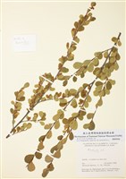 藏品(灰樺)的圖片